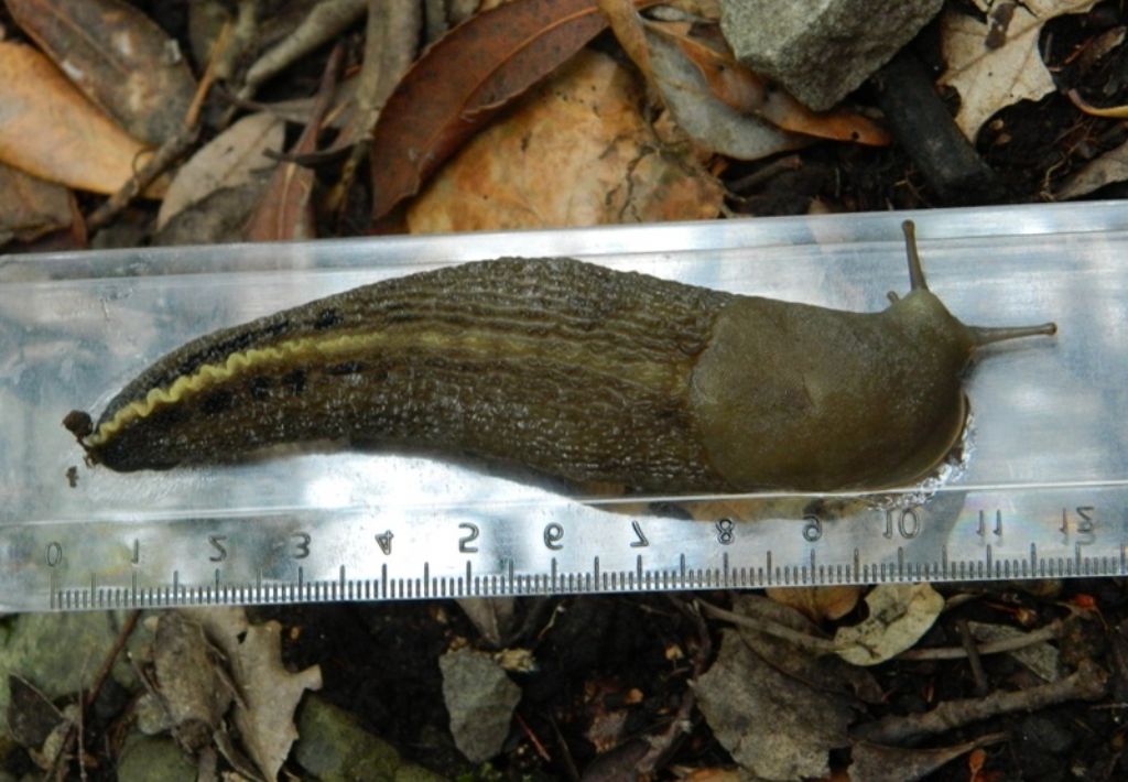 Limax aldrovandi Moquin-Tandon 1855 da Fosdinovo (MS)